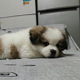 半调小钥的头像