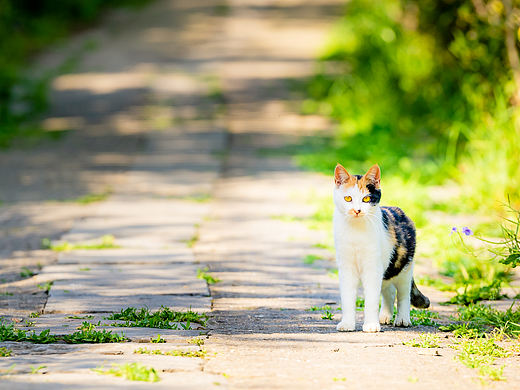 小花猫