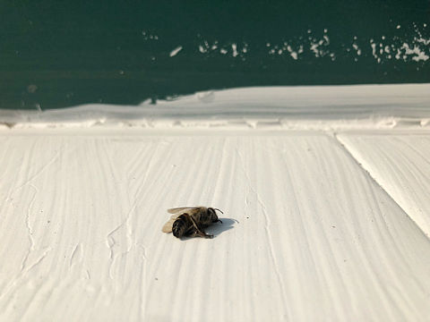 一个路灯，一只蜜蜂🐝（个人主页-ZMzkwMjUxNTY=） - 人文/纪实摄影 - 站酷设计师丑耳原创素材 - 站酷ZCOOL