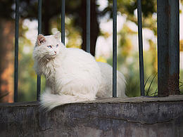 摄影——喵星人