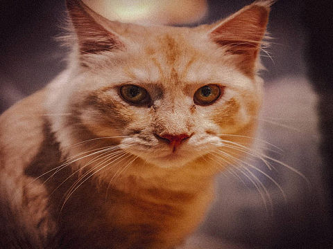 猫（个人主页-ZNTIxMTEwNTY=） - 宠物摄影 - 站酷设计师KanaGi丶原创素材 - 站酷ZCOOL