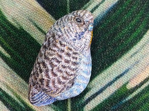 石头绘画之“蓝鹦鹉”