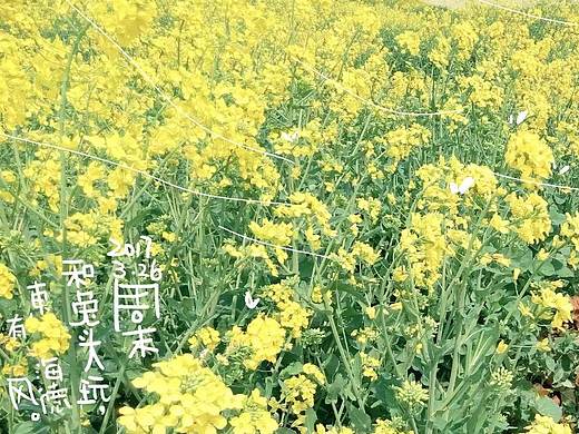 油菜花开