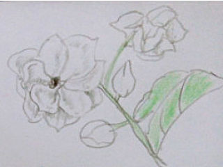 关于茉莉的记忆（个人主页-ZMzYzMzQ5Ng==） - 新锐潮流插画 - 站酷设计师yaoyao_REN原创素材 - 站酷ZCOOL