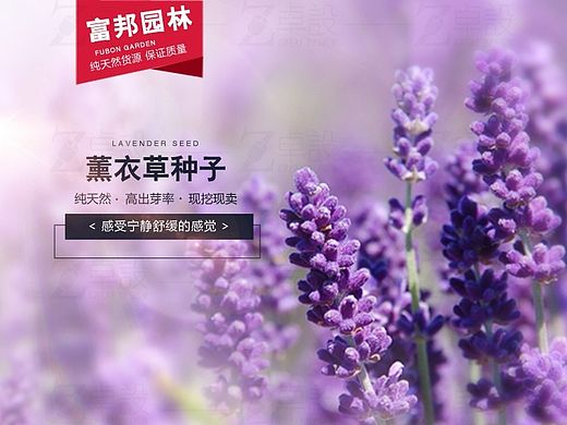 薰衣草种子详情设计