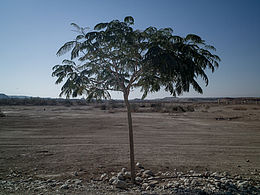 重访应许之地。