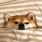 equhu的头像