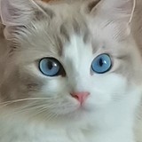 CPEACH桃的头像