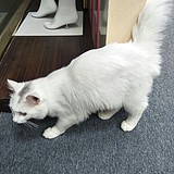 小名吴彦祖的头像