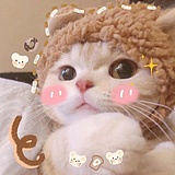 喵居儿的头像