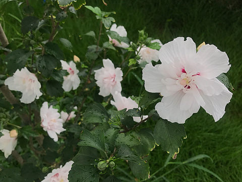 未闻花名（2017.06 随手拍）
