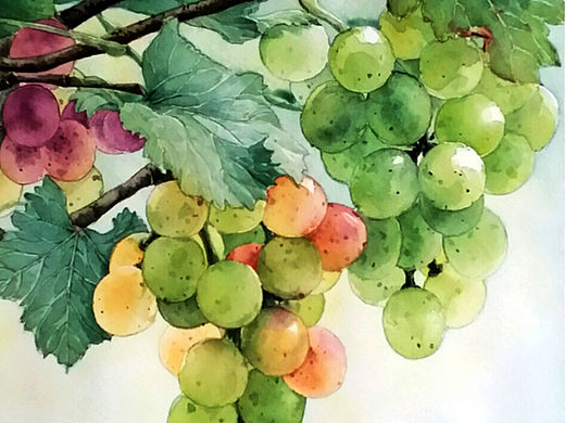 水彩《甜葡萄》