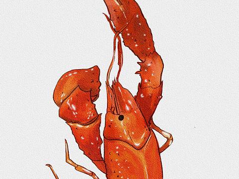 夏日炎炎小龙虾超甜🦞食物插绘（个人主页-ZNTM0NzI3NDQ=） - 绘本 - 站酷设计师爱吃寿司的插画师原创素材 - 站酷ZCOOL