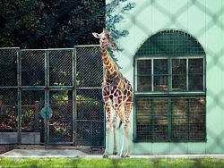 ZOO