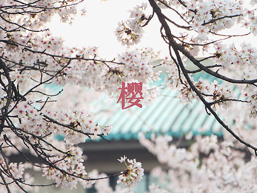 櫻花落盡 回頭看看（個(gè)人主頁-ZMTU4Mzk0MDQ=） - 風(fēng)光攝影 - 站酷設(shè)計(jì)師專業(yè)的業(yè)余愛好原創(chuàng)素材 - 站酷ZCOOL