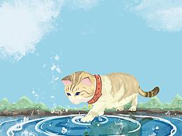 猫