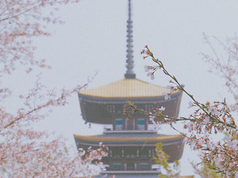 樱2017