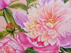 芍药花开——水溶彩铅，彩色卡纸