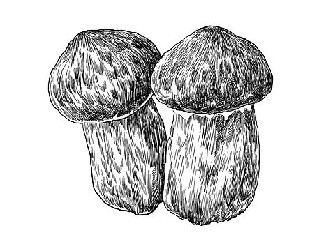 菌子包装（个人主页-ZNDgyMjMyNDA=） - 商业插画 - 站酷设计师搜酷咖豆原创素材 - 站酷ZCOOL