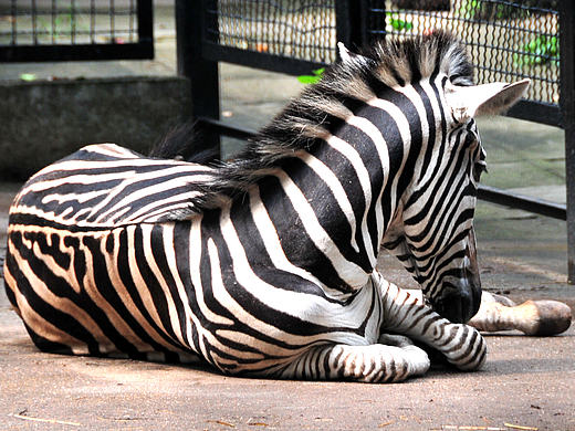 笼（个人主页-ZMjQxNDEyNDg=） - 宠物摄影 - 站酷设计师吾翰世原创素材 - 站酷ZCOOL