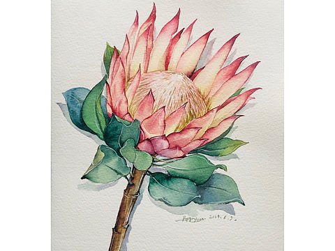 帝王花【纸本水彩】