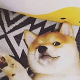 NINE九木的头像