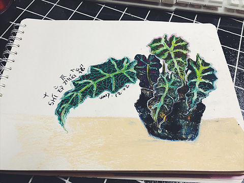 17年部分油画棒每日一画打卡记录