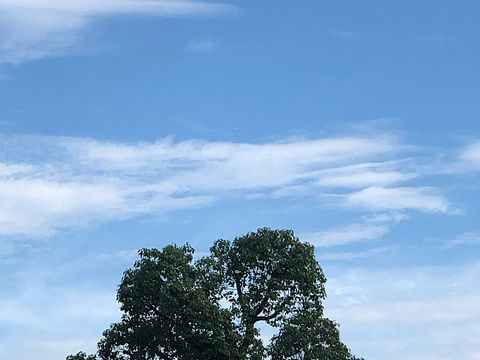 树 草 路 天 月 时间