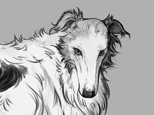 苏俄猎狼犬速写