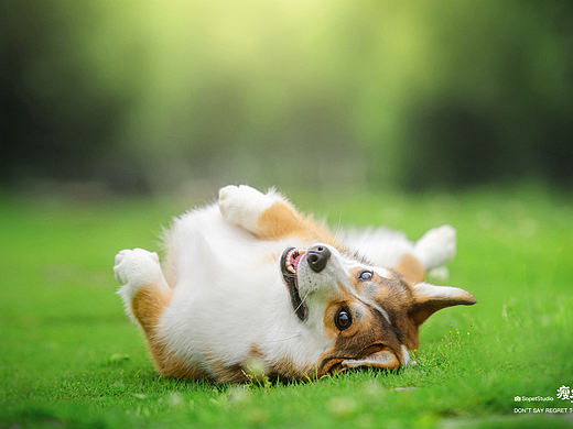 柯基到底有多可爱？