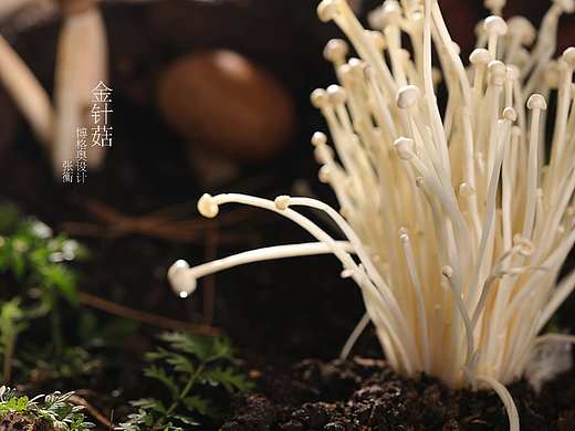 美食摄影【食材拍摄】