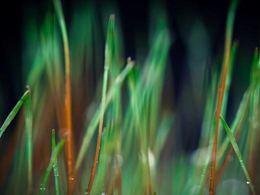 點花春雨艷江南（個人主頁-ZMjAxMTIwMjg=） - 風(fēng)光攝影 - 站酷設(shè)計師Miluliu原創(chuàng)素材 - 站酷ZCOOL