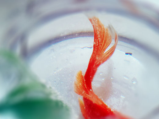 我的小鱼 锤子T1拍摄（个人主页-ZMTU4NzQ0MTI=） - 宠物摄影 - 站酷设计师lixiangpeng1122原创素材 - 站酷ZCOOL