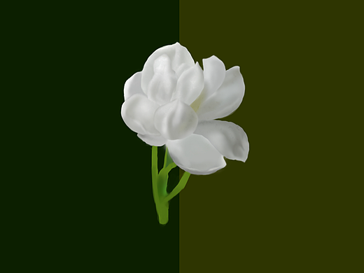 小小茉莉花