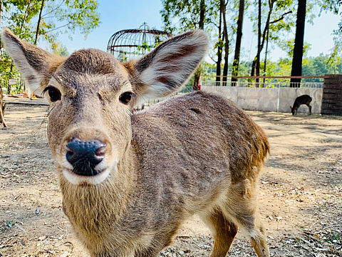 不用去奈良也能撸到鹿🦌