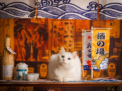 宠物摄影|猫咪的居酒屋