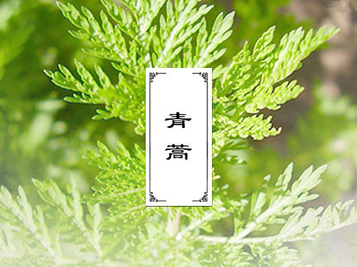 草药介绍（个人主页-ZMjE5NTY2ODA=） - 其他平面 - 站酷设计师katsura桂原创素材 - 站酷ZCOOL