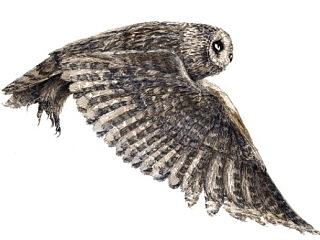 猫头鹰练习——短耳鴞（个人主页-ZNTk1NDU5Ng==） - 绘画 - 站酷设计师羅北北_原创素材 - 站酷ZCOOL