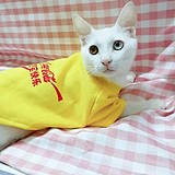 知予知予呀的头像