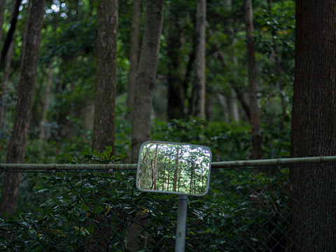 森林（个人主页-ZNDUwMjU4ODQ=） - 风光摄影 - 站酷设计师Stevon_SeyMour原创素材 - 站酷ZCOOL