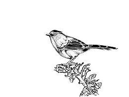 點(diǎn)線面 手繪鳥