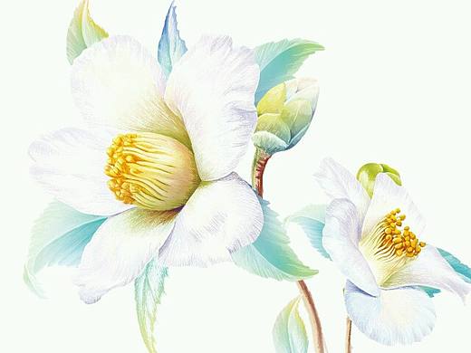手绘山茶花