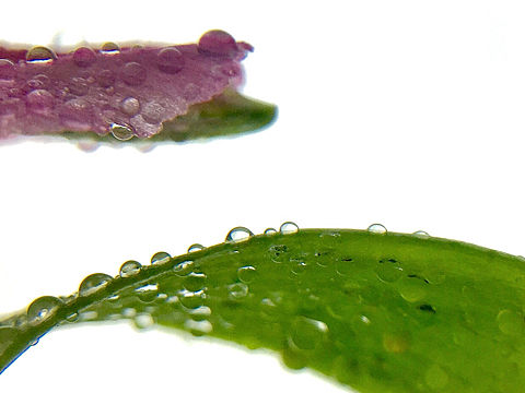 夏暮一滴露，夜墮即珠然（個人主頁-ZMjIwNTgwNTY=） - 風光攝影 - 站酷設計師杭州黃一能原創(chuàng)素材 - 站酷ZCOOL