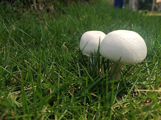 小蘑菇（个人主页-ZNTEzNTE4NDg=） - 其他摄影 - 站酷设计师碎念酱原创素材 - 站酷ZCOOL