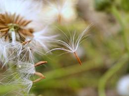 手机摄影—微距