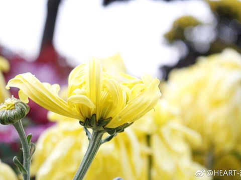 菊（个人主页-ZMjUwNTgwMDQ=） - 产品摄影 - 站酷设计师journey19940原创素材 - 站酷ZCOOL