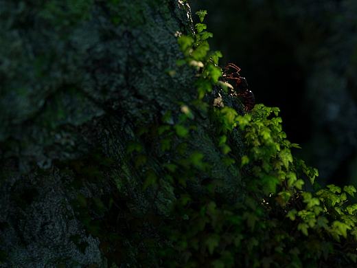 绿（个人主页-ZNDc2MzMyMjg=） - 场景 - 站酷设计师招蚊子爱原创素材 - 站酷ZCOOL