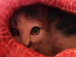 喵（个人主页-ZMTg1Mjc5Ng==） - 创作习作 - 站酷设计师zakenafen原创素材 - 站酷ZCOOL