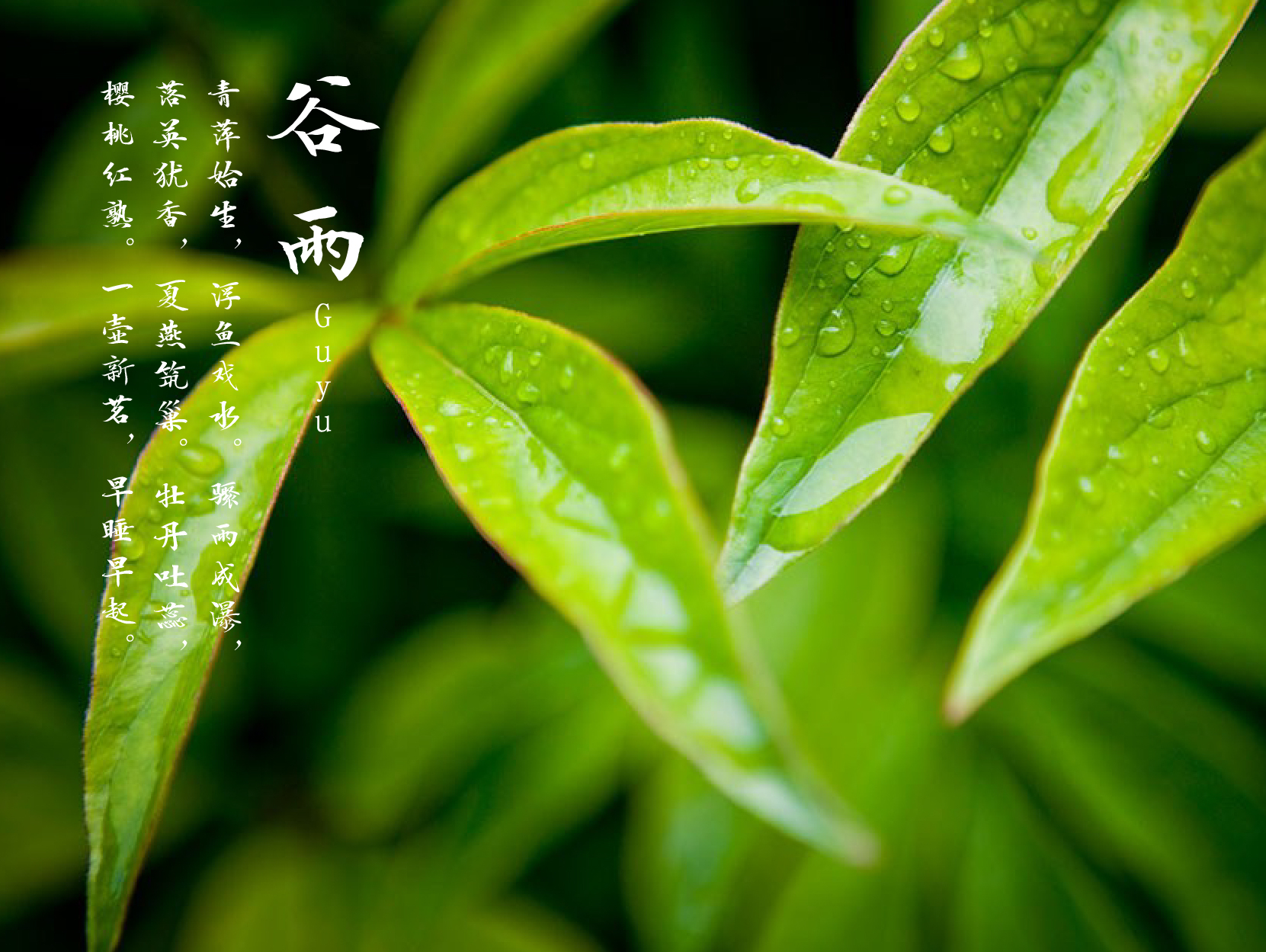 绿色清爽谷雨节气动态海报gif动图下载-包图网
