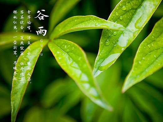 谷雨#大家来用字#